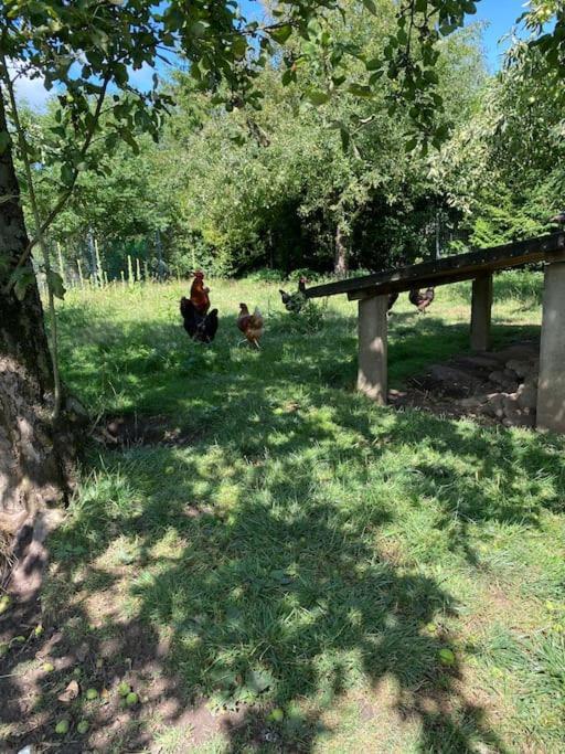 Familienurlaub Mit Hund An Der Ostsee Admannshagen-Bargeshagen Exterior foto